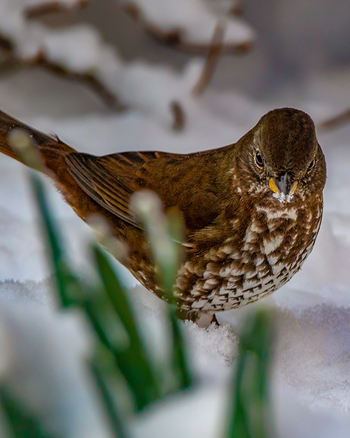 Fox Sparrow