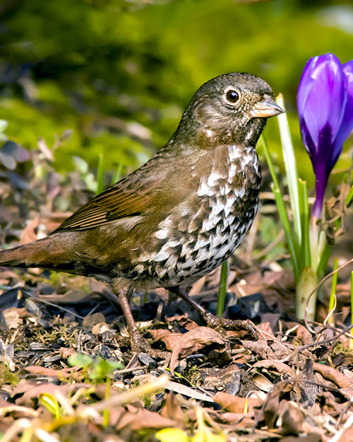 Fox Sparrow