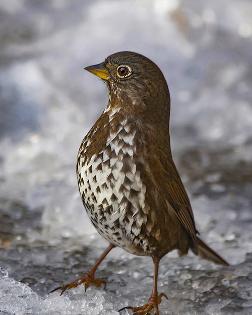 Fox Sparrow