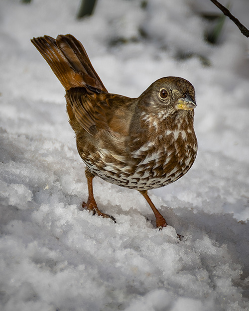 Fox Sparrow