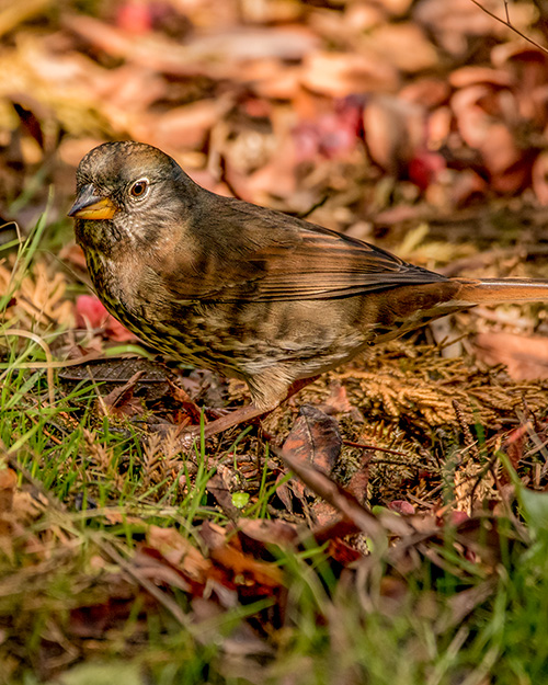 Fox Sparrow