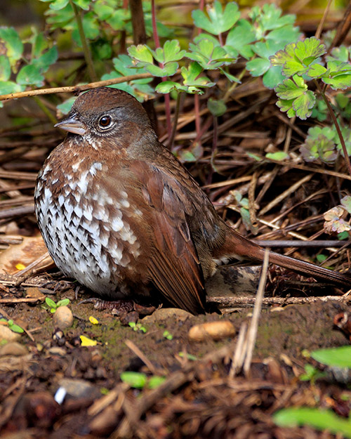 Fox Sparrow