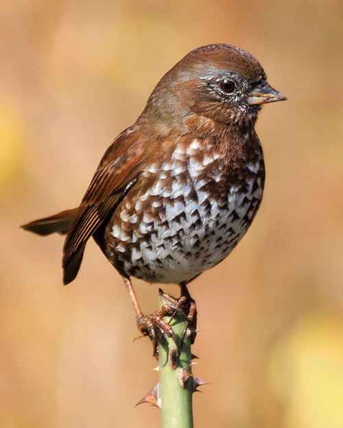 Fox Sparrow