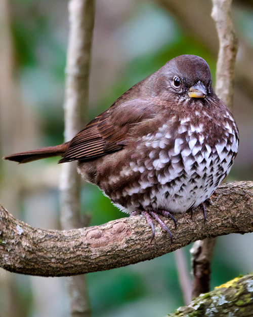 Fox Sparrow