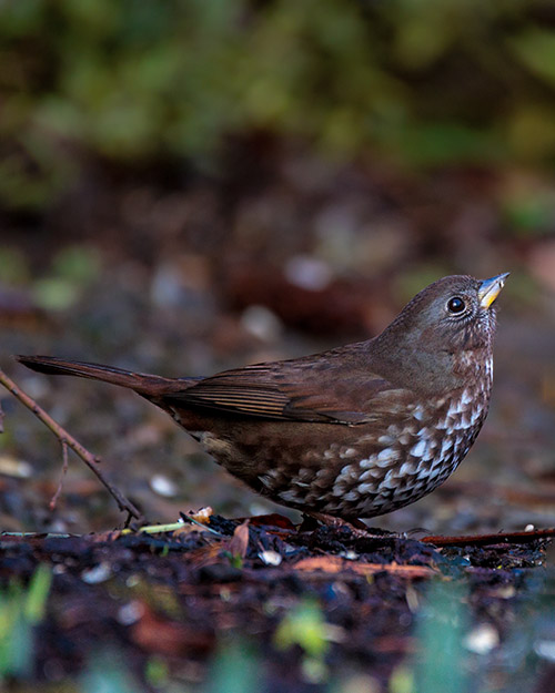 Fox Sparrow