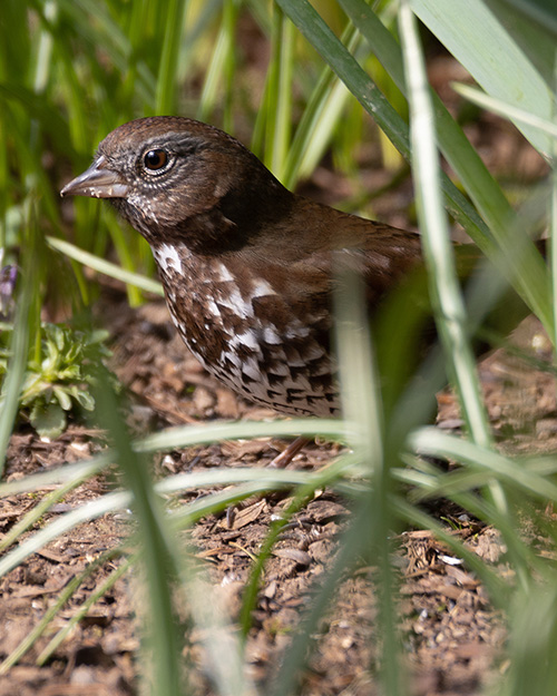 Fox Sparrow