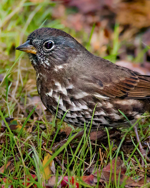 Fox Sparrow