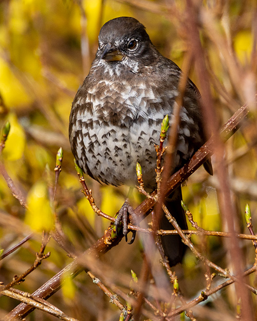 Fox Sparrow