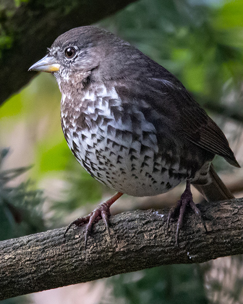 Fox Sparrow