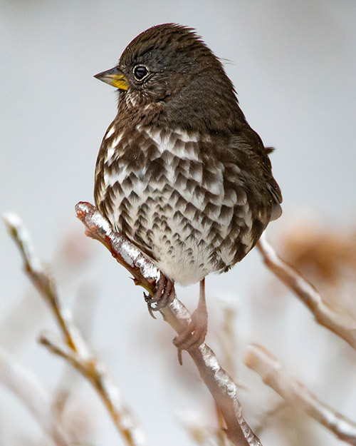 Fox Sparrow