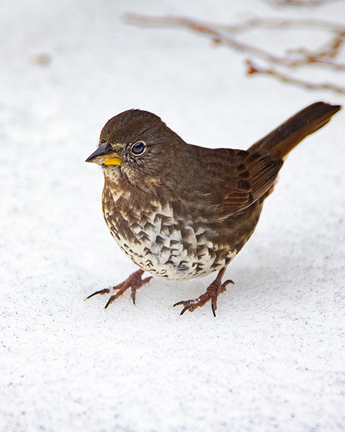 Fox Sparrow