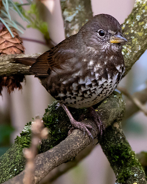 Fox Sparrow