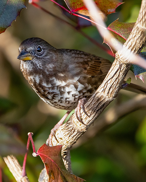 Fox Sparrow