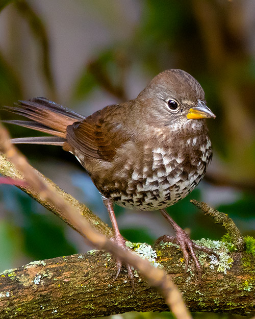 Fox Sparrow