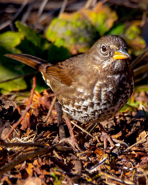 Fox Sparrow