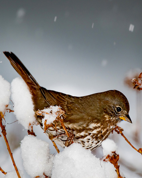 Fox Sparrow