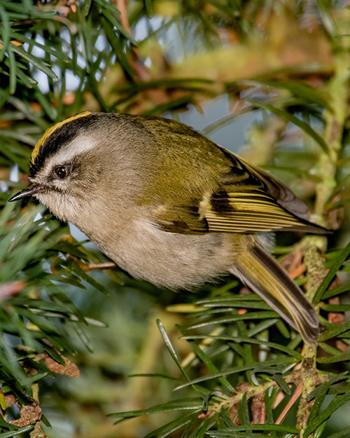 Golden-crowned Kinglet