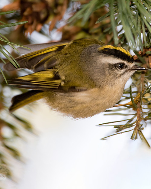 Golden-crowned Kinglet