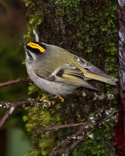 Golden-crowned Kinglet