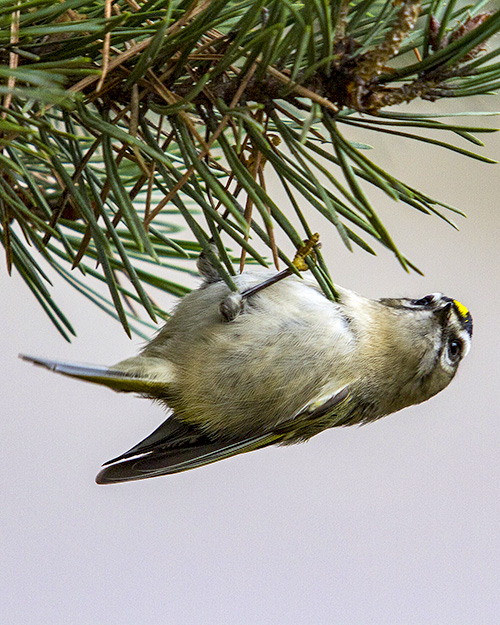 Golden-crowned Kinglet