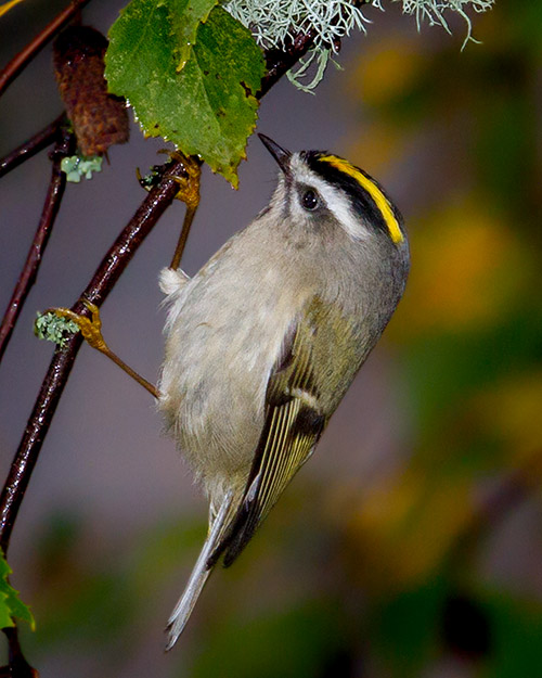 Golden-crowned Kinglet