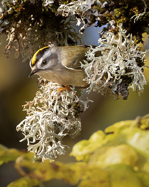 Golden-crowned Kinglet