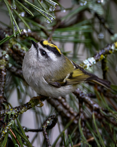 Golden-crowned Kinglet