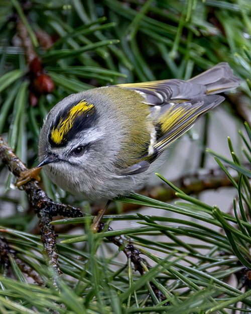 Golden-crowned Kinglet