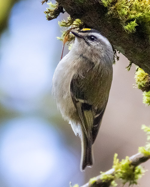 Golden-crowned Kinglet