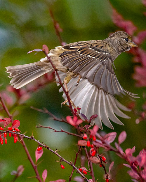 Golden-crowned Sparrow