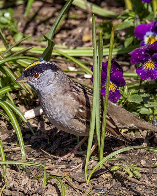 Golden-crowned Sparrow