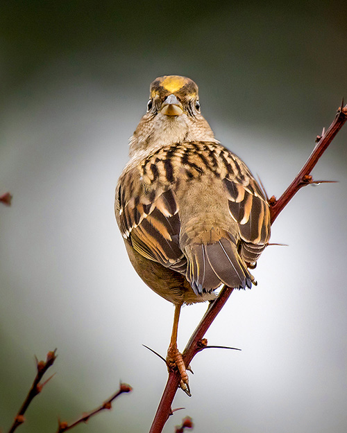 Golden-crowned Sparrow