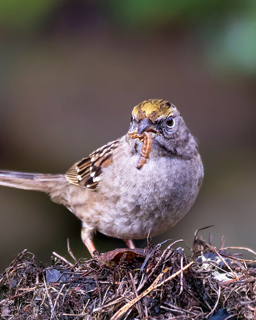 Golden-crowned Sparrow