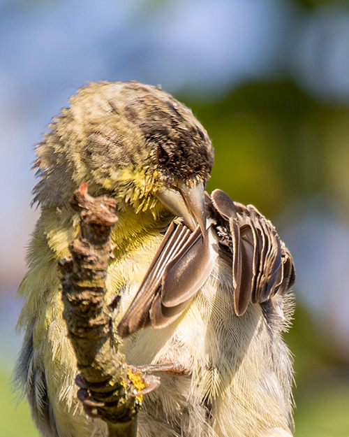 Golden-crowned Sparrow