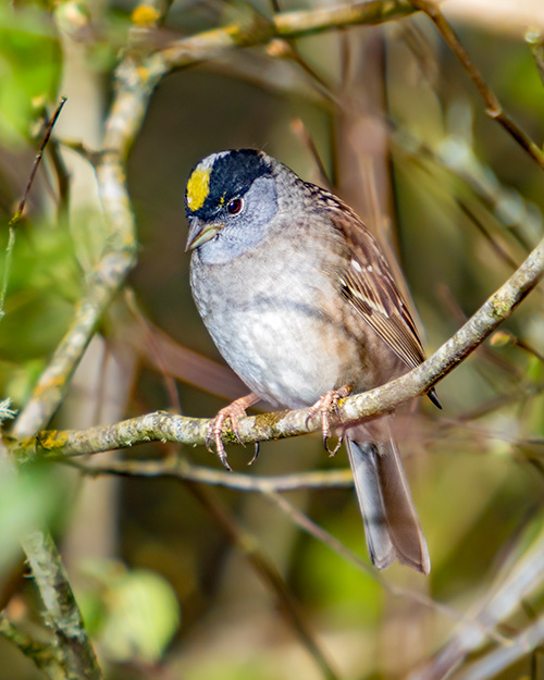 Golden-crowned Sparrow