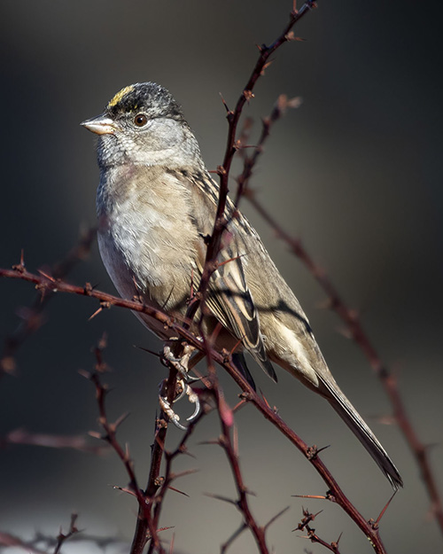 Golden-crowned Sparrow