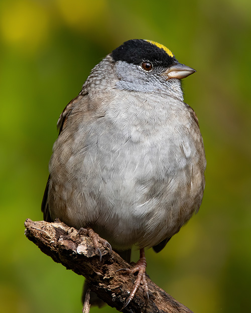 Golden-crowned Sparrow