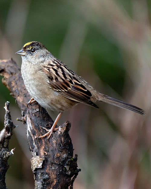 Golden-crowned Sparrow