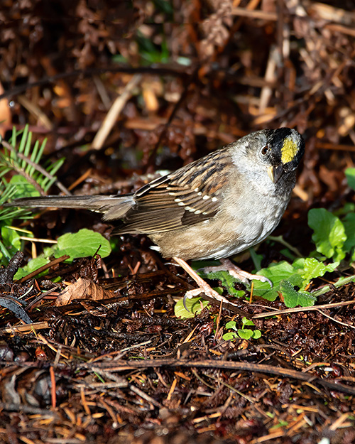 Golden-crowned Sparrow