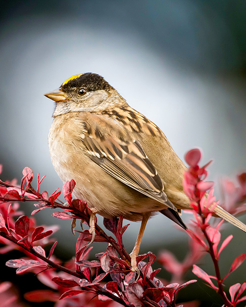 Golden-crowned Sparrow