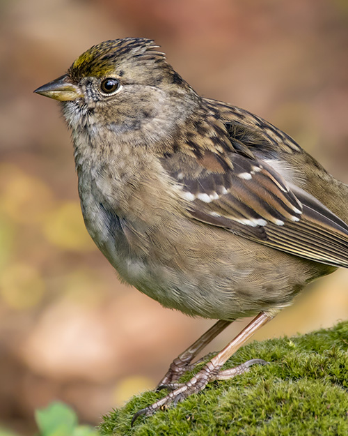 Golden-crowned Sparrow