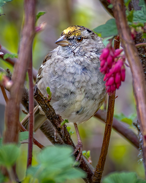  Golden-crowned Sparrow