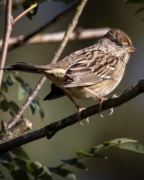  Golden-crowned Sparrow