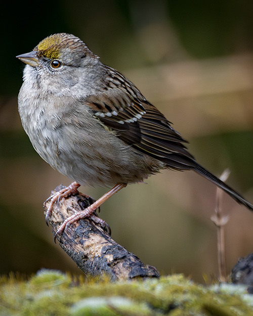  Golden-crowned Sparrow