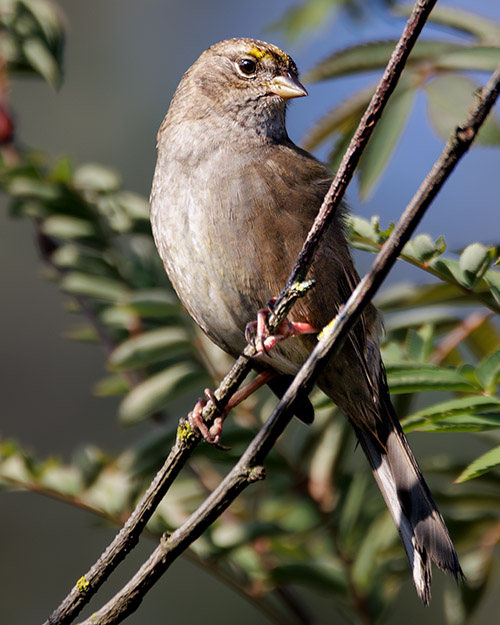  Golden-crowned Sparrow