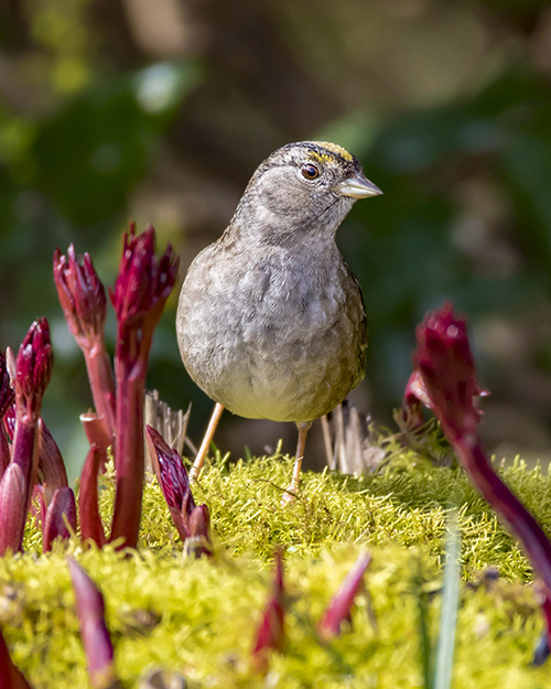 Golden-crowned Sparrow