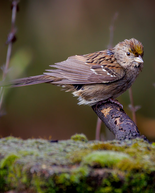  Golden-crowned Sparrow