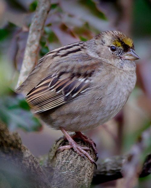  Golden-crowned Sparrow