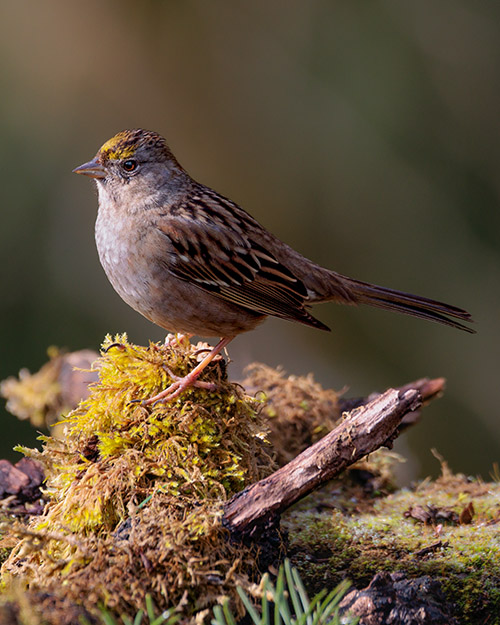 Golden-crowned Sparrow