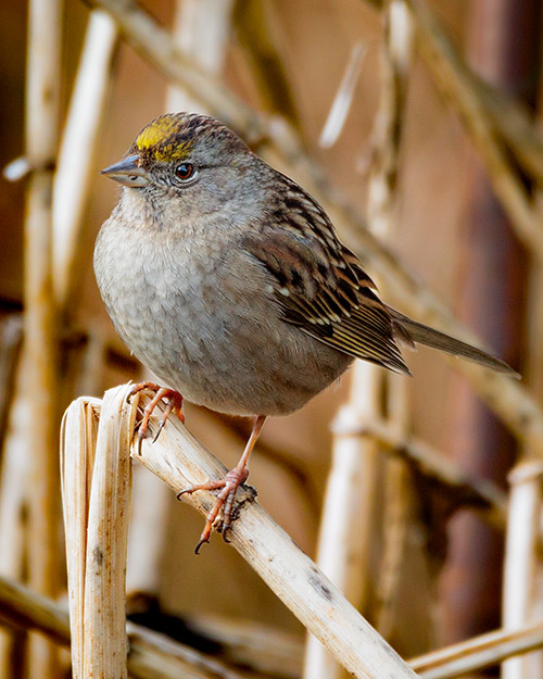 Golden-crowned Sparrow